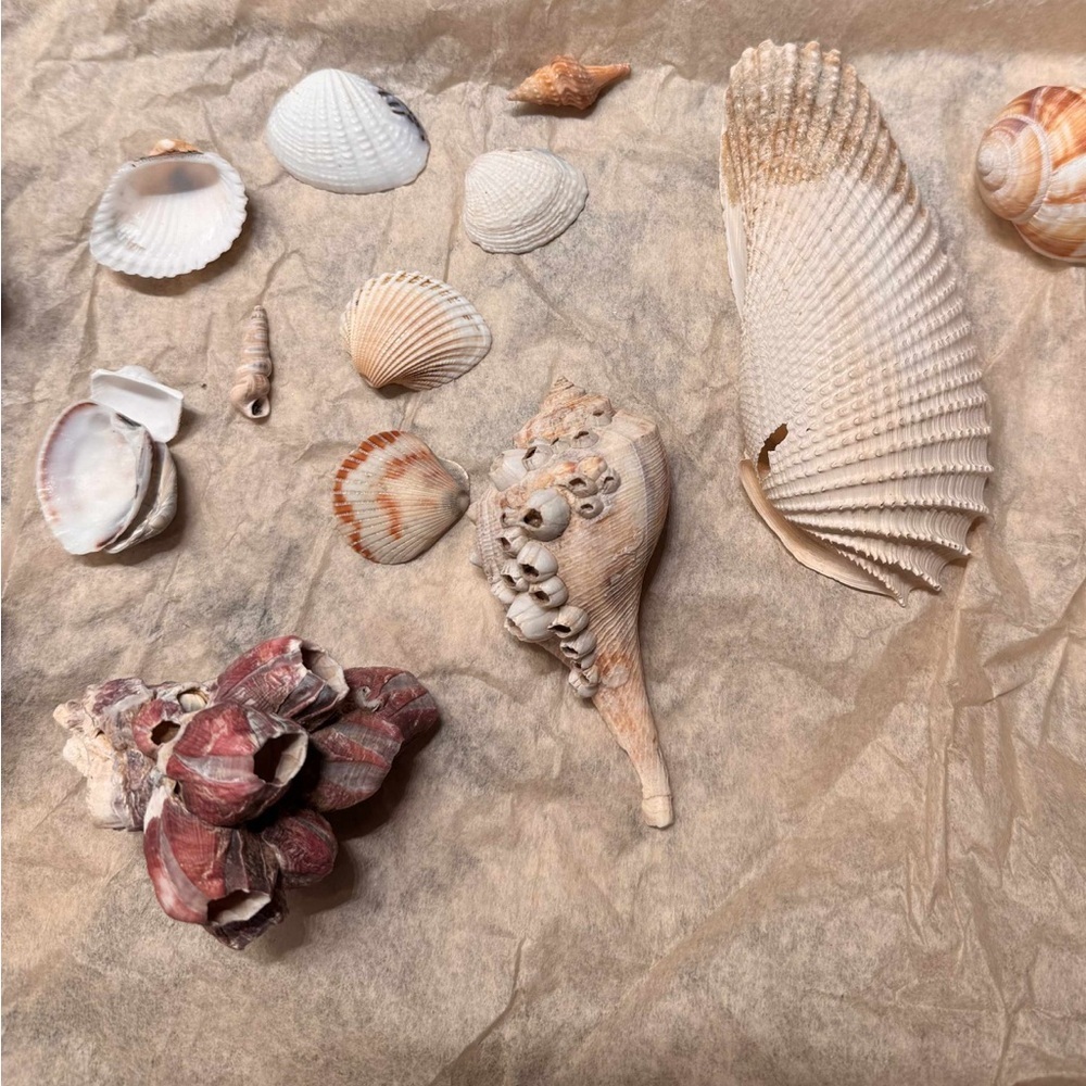 25pc Assorted REAL Seashell Collection - Picture 3 of 4